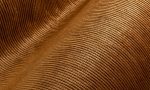 Lush, Arte, Corduroy 29512