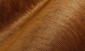 Lush, Arte, Corduroy 29511