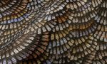 Memento Moooi Dandelion Cranes MO4021
