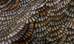 Memento Moooi Dandelion Cranes MO4021