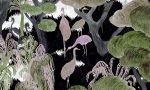 Wonderwoods 97541