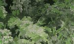 Les Forets 48010